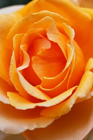 The Orange Rose 